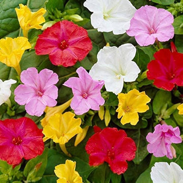 Mixed Mirabilis Jalapa Flower Seeds – Heirloom Non-GMO Blooms for Colorful Garden Planting