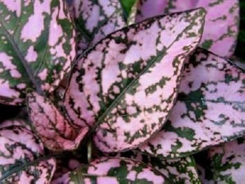 Hypoestes Polka Plant Seeds Pink for Planting 100 pcs