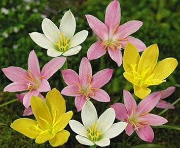 Mixed Rain Lily Flower Seeds for Planting - NON GMO Seeds