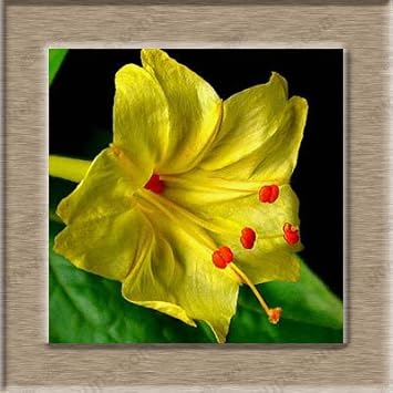 Yellow Mirabilis Flower Seeds for Planting – Organic, Heirloom, Non-GMO Four O'Clock Seeds