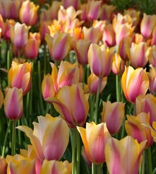 Yellow Pink Tulip Flower Seeds for Planting – Heirloom, Non-GMO, Vibrant Blooms