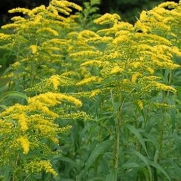 Organic Yellow Solidago Plant Seeds for Planting ƒ?? Heirloom, Non-GMO