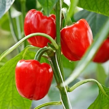 Red Bell Pepper Seeds for Planting-Heirloom & Non-GMO Seeds for planting