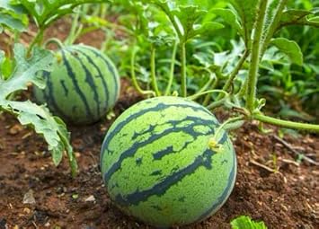 Green Watermelon Vegetable Seeds for Planting heirloom & Non-GMO Seeds