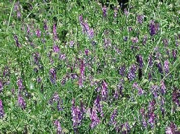 Purple Vetch Flower Seeds for Planting NON GMO Seeds