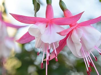 Heirloom Non-GMO White Pink Fuchsias Flower Seeds – Elegant Blooms for Garden Planting