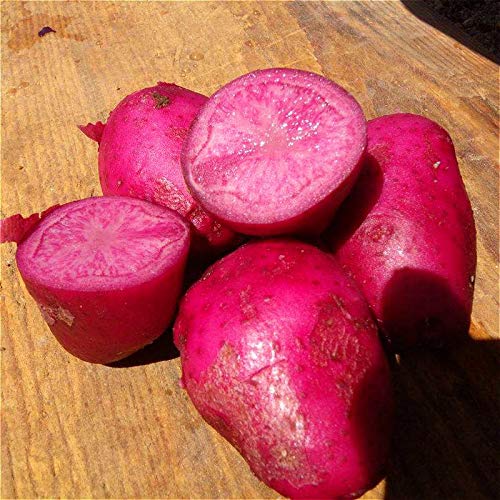 Dark Pink Potato Solanum tuberosum for planting in home garden
