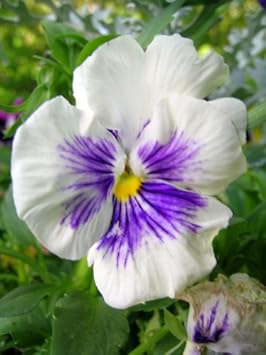 Heirloom Non-GMO White Blue Wittrockiana Flower Seeds for Vibrant Garden Displays and Planting for planting in your garden.