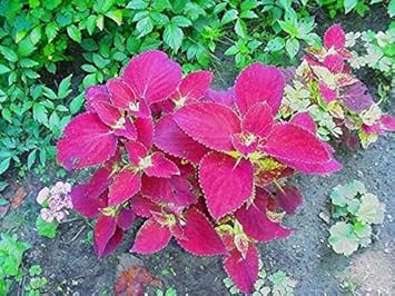 Velvet Coleus Jazz Flower Seeds for Planting - Heirloom and Non-GMO Garden Seeds