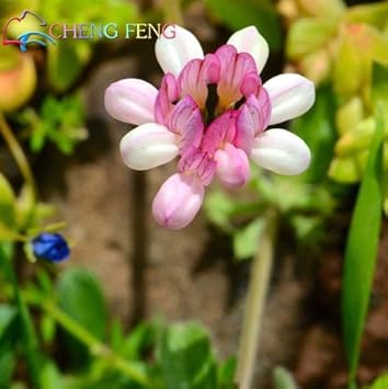 Pink Crownvetch Flower Seeds for Planting ƒ?? Organic, Heirloom, Non-GMO Ground Cover Seeds