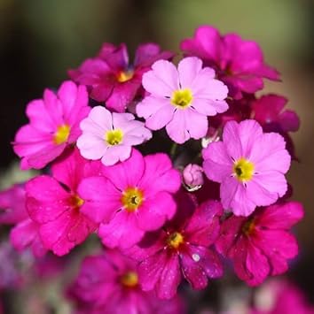 Pink Primrose Flower Seeds for Planting, 100 Pcs pcs