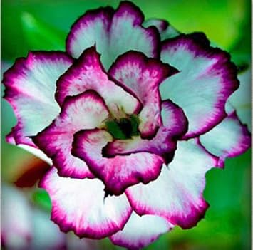 Organic Heirloom White Purple Adenium Flower Seeds – Non-GMO Stunning Desert Rose for Planting