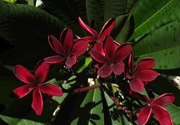 Heirloom Non-GMO Maroon Frangipani Flower Seeds for Planting ƒ?? Exotic Fragrant Blooms for Tropical Gardens