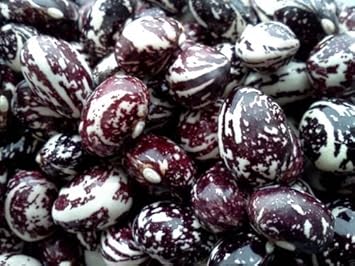 Purple Stallard Bean Vegetable Seeds for Planting heirloom & Non-GMO Seeds