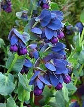 Blue Shrimp Flower Seeds for Planting, 100 pcs
