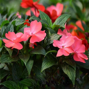 Walleriana Flower Seeds for Planting - 100 pcs