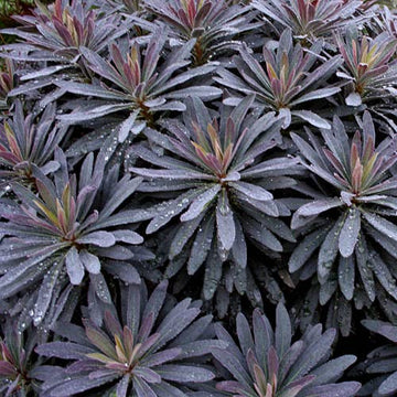 Euphorbia Amygdaloides Plant Seeds for Planting, NON GMO Seeds
