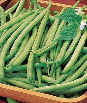Green Bean Vegetable Seeds for Planting - 100 Pcs pcs
