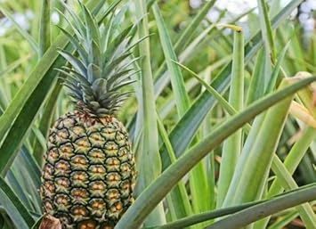 Heirloom Green Pineapple Fruit Seeds - Green Color Variety, Ideal for Home Garden, Heirloom Seeds