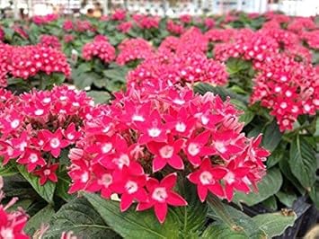 Pink Pentas Flower Seeds for Planting ƒ?? Fresh, Organic, Heirloom, Non-GMO Butterfly Garden Seeds