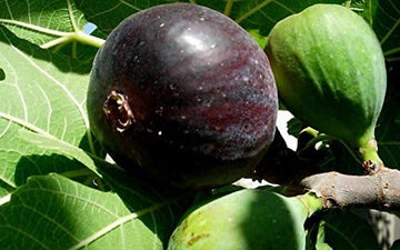 Black Mission Fig Seeds for Planting – Heirloom, Non-GMO Fruit Seeds