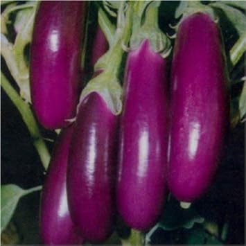 Eggplant Seeds for Planting Dark Violet - 100 Pcs pcs