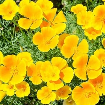 California Flower Seeds for Planting - 100 pcs