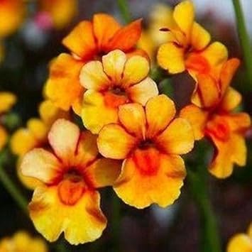 Organic Yellow Nemesia Flower Seeds for Planting – Heirloom, Non-GMO