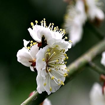 White Philadelphus Flower Seeds for Planting - 100 pcs