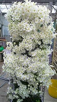 Heirloom Non-GMO White Clematis Flower Seeds for Planting – Climbing Vine Blooms for Trellises