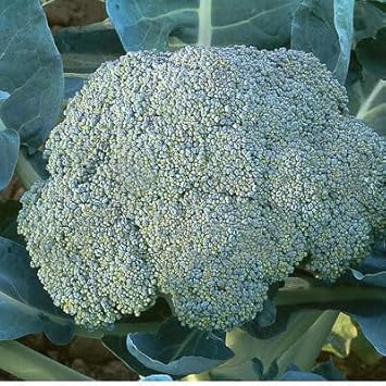 Goliath Broccoli Seeds for Planting - 100 Pcs pcs