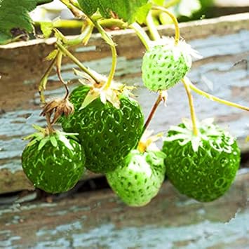 Green strawberry fruit seeds for planting