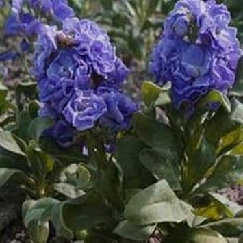 Organic Blue Matthiola Incana Flower Seeds for Planting ƒ?? Heirloom, Non-GMO