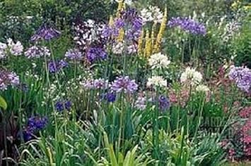 Mix Agapanthus Flower Seeds for Garden - 100 pcs