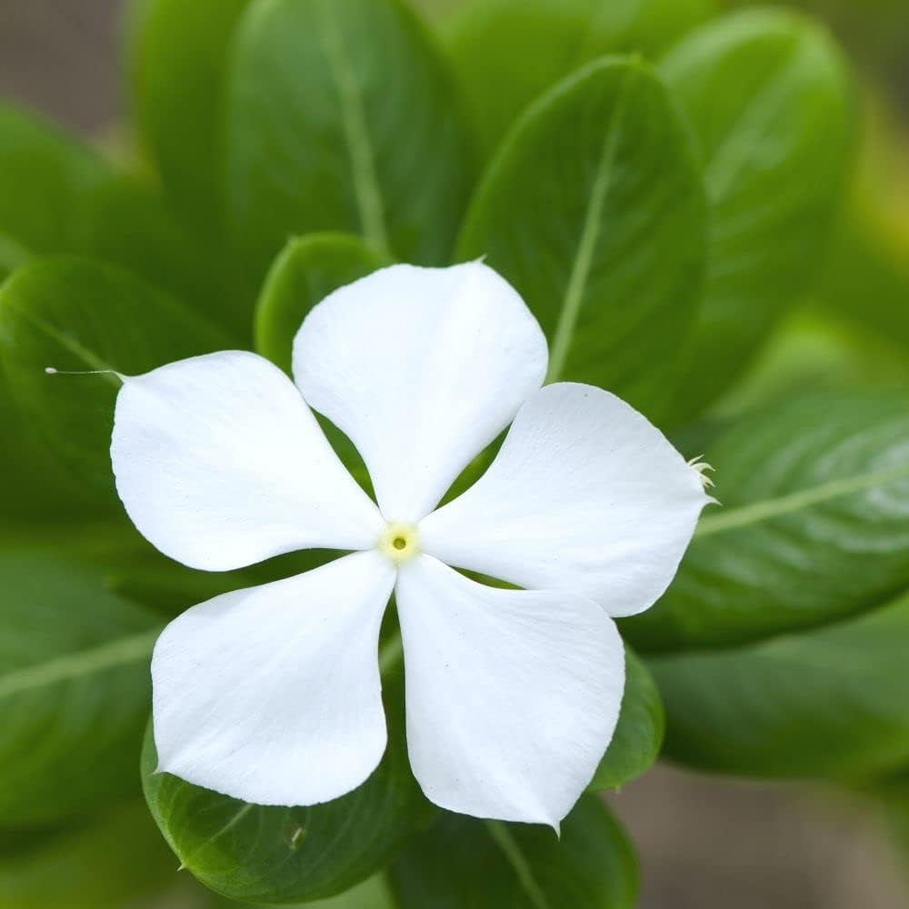 Castor flower seeds - NON GMO Seeds for planting in home garden