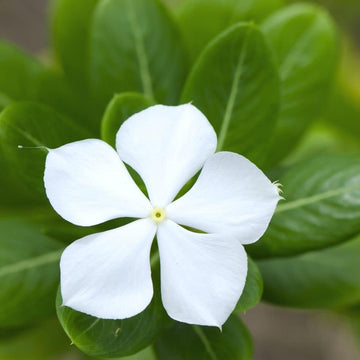Castor flower seeds - NON GMO Seeds