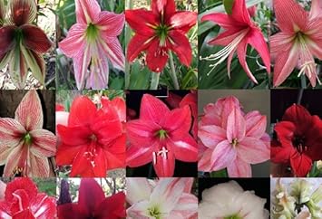 Mixed Hippeastrum Rutilum Flower Seeds – Heirloom Non-GMO Amaryllis Blooms for Vibrant Gardens