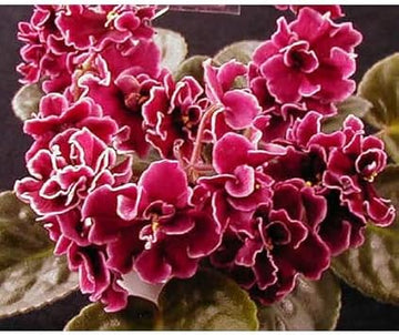 Burgundy Saintpaulia Flower Seeds for Planting, 100 pcs