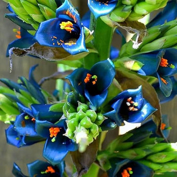 Blue Puya Venusta Heirloom Non-GMO Plant Seeds ƒ?? Exotic Flower Seeds for Garden Planting