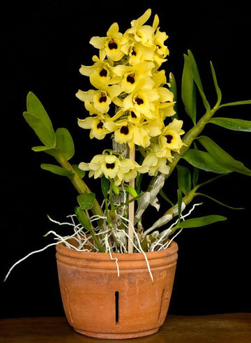 Yellow Dendrobium Orchid Plant Seeds for Planting, 100 pcs