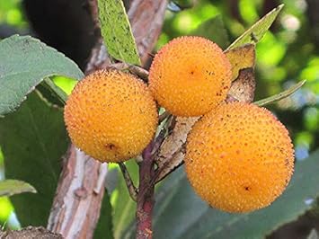 Heirloom Arbutus Fruit Seeds for Planting - Light Yellow Color Varitey, Rare and Sweet Trees for Home Garden