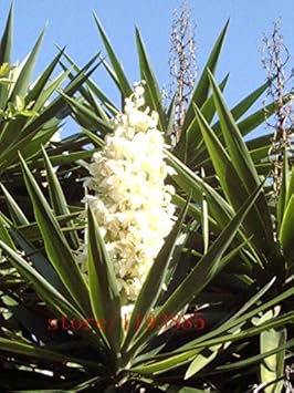 White Yucca Flower Seeds 100 Pcs pcs