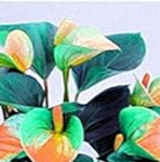 Anthurium Orange Blue Flower Seeds for Planting NON GMO Seeds