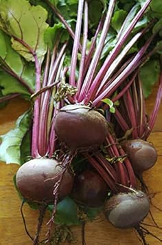 Red Beet Seeds for Planting - Fresh Vegetable 100 Pcs pcs