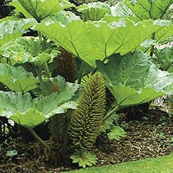 Giant Gunnera Manicata Plant Seeds for Planting NON GMO Seeds
