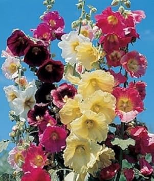 Organic Mixed Danish Hollyhock Flower Seeds for Planting – Heirloom, Non-GMO