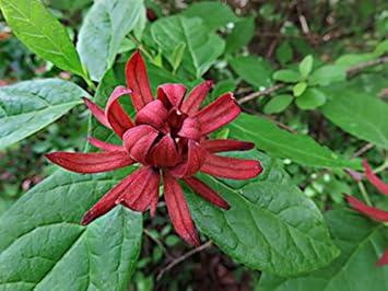 Organic Heirloom Non-GMO Red Carolina Allspice Seeds for Planting – Fragrant Shrub Blooms