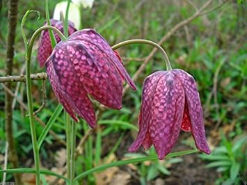Pink Fritillaria Flower Seeds for Planting â€“ NON GMO Seeds for planting in home garden