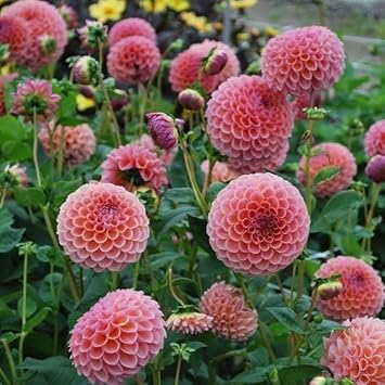 Heirloom Dahlia Flower Seeds for Planting 100 pcs