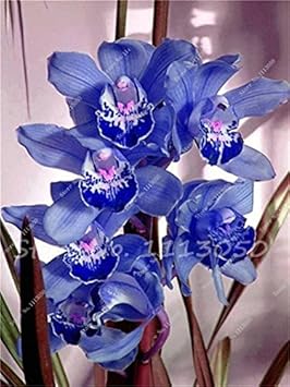 Cymbidium Blue Flower Seeds for Planting – Organic, Heirloom, Non-GMO